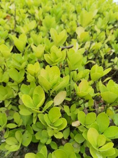 翠绿鲜嫩的多肉植物