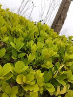 翠绿繁茂的叶片植物