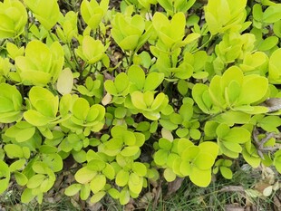 嫩绿叶片植物特写