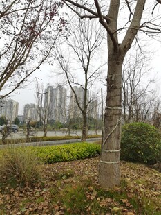 城市公园中的树木景观