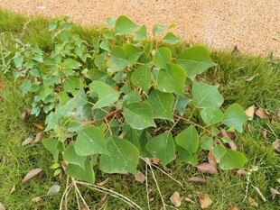 绿叶植物生长在草地旁