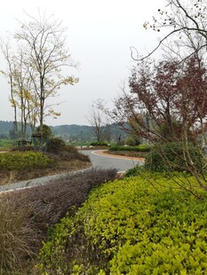 乡村蜿蜒小路旁的绿植景观