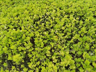 翠绿繁茂的植物景观