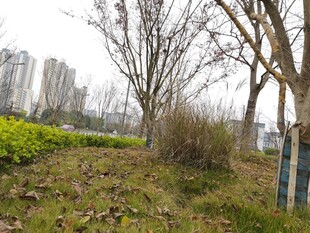 城郊冬日萧瑟树林景象