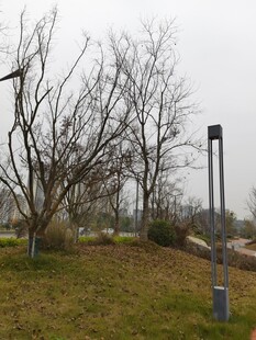 冬日公园的光秃树木与路灯