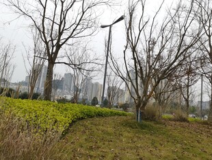 冬日公园的萧瑟景致