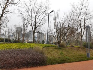 城市公园的静谧景观