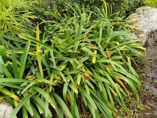 翠绿繁茂的剑麻植物景观