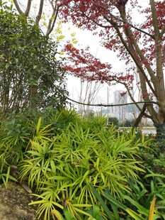 园林绿植景观