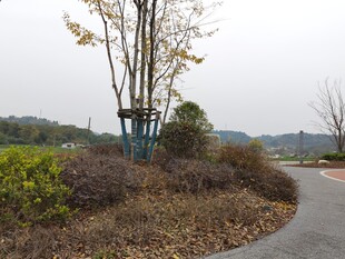 郊外蜿蜒小路旁的自然景致