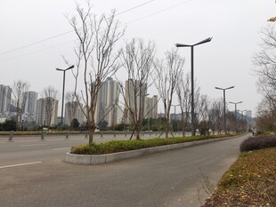 城市空旷道路与林立路灯