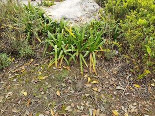 绿叶植物生长在地面景观