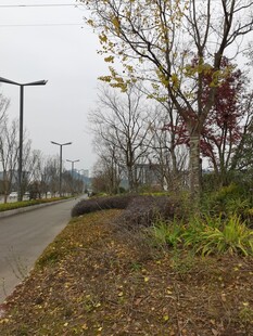 城市路边的绿植景观