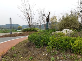 公园小径旁的绿植与树木