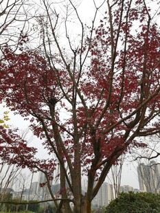 红叶树的美丽景致