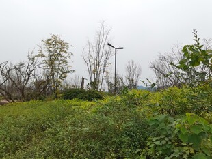 田野中的风力发电机