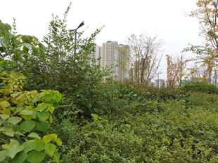 城市边缘的繁茂绿植景观