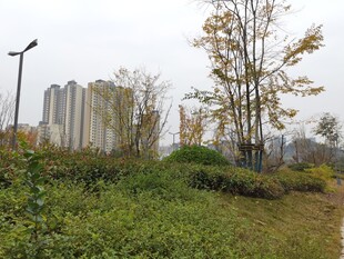 城市边的绿植与高楼景观