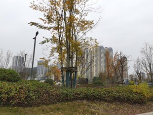 城市秋日公园景致