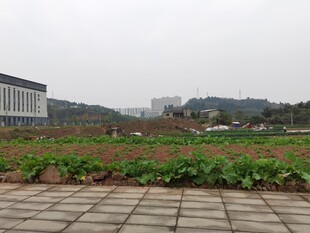 校园旁的绿植田地景观