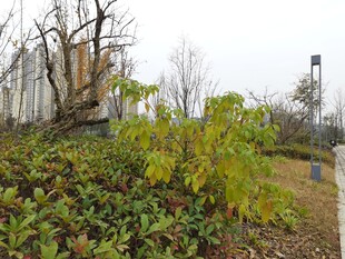 户外绿植与破旧建筑景观