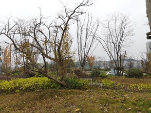 冬日郊野萧瑟景象