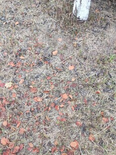 地面上散落的多彩落叶