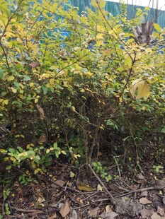 绿叶繁茂的灌木丛