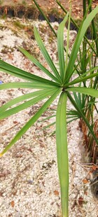 翠绿龙血树叶片特写