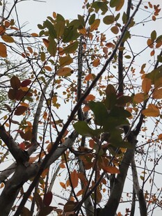 秋日枝头斑斓树叶景象