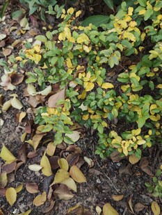 金黄叶片点缀的绿植