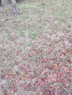 地面散落的红色落叶