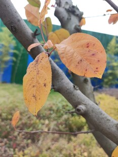 秋日枝头泛黄树叶特写