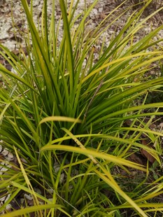 翠绿细长叶片的丛生植物