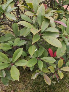 绿叶间绽放的艳丽红花