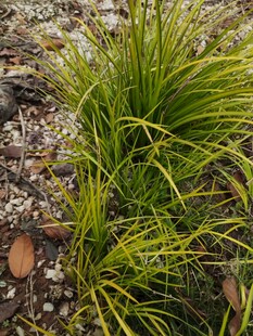 翠绿丛生草本植物特写