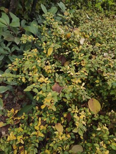 黄绿相间的繁茂植物