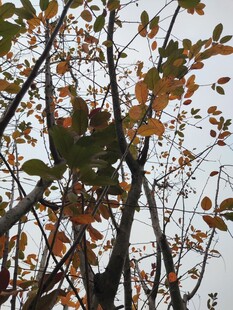 秋日枝头斑斓树叶