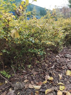 秋日林下灌木丛景象