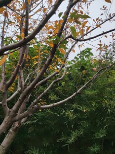 秋日树枝与葱郁绿叶景象