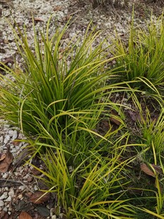翠绿丛生草本植物景观