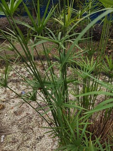 水边生长的绿色细长植物