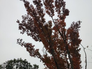 红叶树木展现自然之美