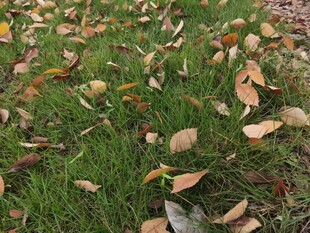 草地上的缤纷落叶