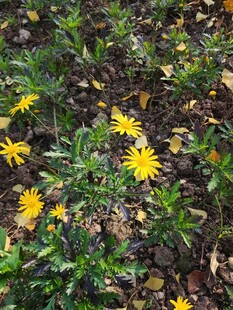 地面绽放的黄色小花