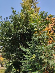 秋日繁茂绿植景观