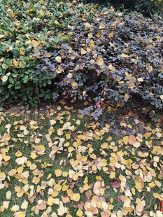 秋日落叶铺就斑斓地面