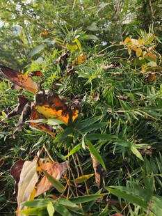 绿叶间的多彩植物景观