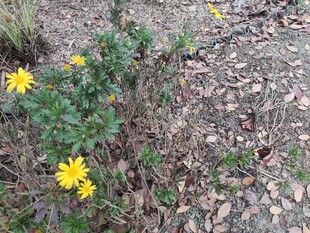 地上绽放的黄色小野花