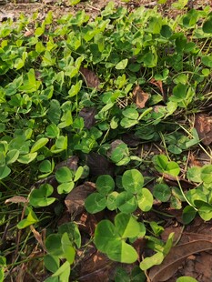 嫩绿蔬菜苗生长在田垄间